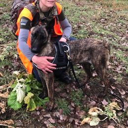 Edele  - Dutch Shepherd