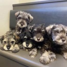 Miniature Schnauzer Puppies from L & R Miniature Schnauzers