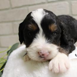 Yellow female - Tri-color female Bernedoodle puppy in Mississippi from Ewing Acres