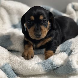 Dachshund Puppies from Dachshund world