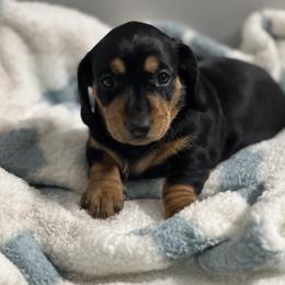 Dachshund Puppies from Dachshund world