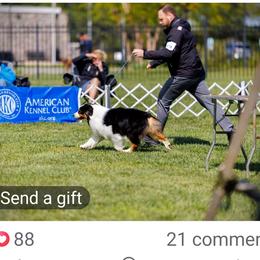 Australian Shepherd and Chow Chow Puppies from Calypso Chow Chows and Australian Shepherds