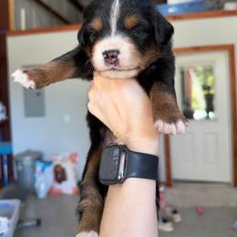Teeter - Black tri female Miniature Australian Shepherd puppy in Sweeny, Texas from Peach Creek Minis