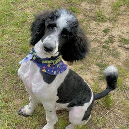 Rip - Poodle