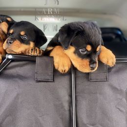 Rottweiler Puppies from KarmaKennelPNW