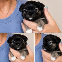 Flag - Chocolate brindled fawn male Chihuahua puppy in Tecumseh, Oklahoma from Callie’s Happy Chihuahuas, Callie’s Happy Treasures LLC