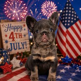 Stevie Nicks - Blue female French Bulldog puppy in Lenora, Kansas from North Fork Frenchies