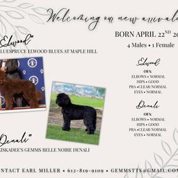 Affenpinscher, Barbet, and Tibetan Terrier Puppies from Gemms Kennels Tibetan Terriers