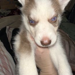 Siberian Husky Puppies from Feazell’s Siberian Huskies