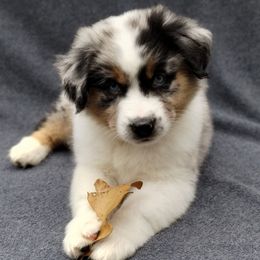 Nickel - Blue merle male Miniature American Shepherd puppy in Springfield, Missouri from Sunrock Kennel