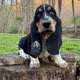 Cupid - Black white and brown male Basset Hound puppy in Dingess, West Virginia from Tuckers' Howling Hounds
