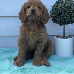 Goldendoodle and Poodle Puppies from Krispydoodle
