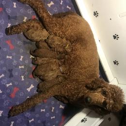 Poodle Puppies from Prissy Pants Poodles LLC