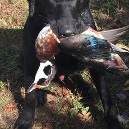 Labrador Retrievers from Jason Hopkins' Labrador Retrievers