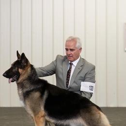 German Shepherd Puppies from Playmate Kennels and Stables