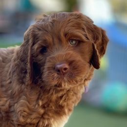 Australian Labradoodle Puppies from Cascade Canyon Labradoodles