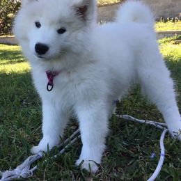 Samoyed Puppies from Seaside Samoyeds