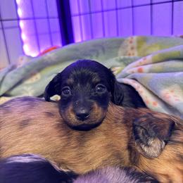 Hannah - Black and tan female Dachshund puppy in Nampa, Idaho from 208 Wiener Wiggle Butts LLC