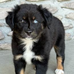 Vada - Black tri female Miniature Australian Shepherd puppy in Cunningham, Tennessee from Copper Creek Aussies