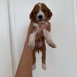 FIG - Apricot male Goldendoodle puppy in Independence, Oregon from Ankeny Doodles