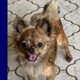 Sam - Chihuahua