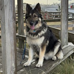 Katja - Shiloh Shepherd