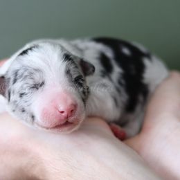 Thresh - Blue merle male Border Collie puppy in Kalispell, Montana from North Fork Border Collies