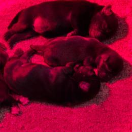 Black male 2 - Black male Pug puppy in Fitzwilliam, New Hampshire from Kayla's Pugs