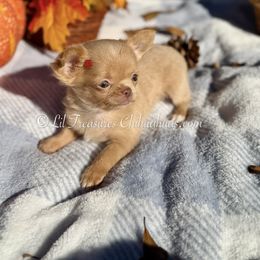 Minka - Cream and white female Chihuahua puppy in Anderson, South Carolina from Lil Treasures Chihuahuas