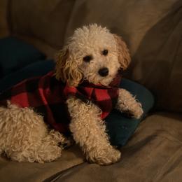 Poodle Puppies from Singing Sands Poodles