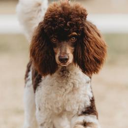 Pippen - Poodle