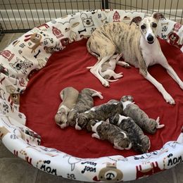 Whippet Puppies from Winstar Whippets