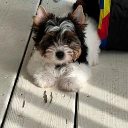 Selena - Black tan and white female Biewer Terrier puppy in Chester, South Carolina from Classic Biewers