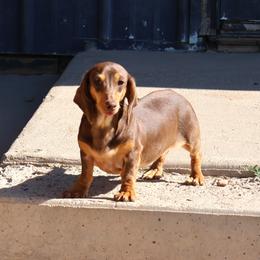Wilma - Dachshund