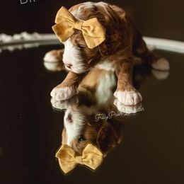 Goldendoodle Puppies from FrillyPaws Doodles