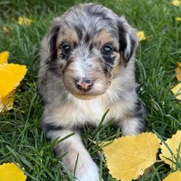 Nilla - Blue merle female Aussiedoodle puppy in Heber City, Utah from Junipersdoodles