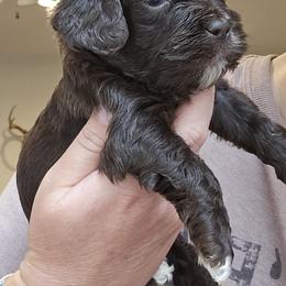 Green Male - Brown and white male Cockapoo puppy in Mocksville, North Carolina from Hunting Creek Kennels & Farm