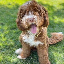 Jaxx - Australian Labradoodle