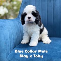 Blue collar male - Black and white male Cocker Spaniel puppy in Bonsall, California from CuttinBlue Farms