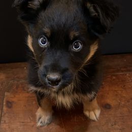 Australian Shepherd, Miniature American Shepherd, and Toy Australian Shepherd Puppies from Blue’s Family Aussies