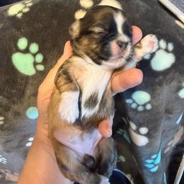 Wednesday - Red and tan female Shih Tzu puppy in Tampa, Florida from Shih Tzus of Kingshyre