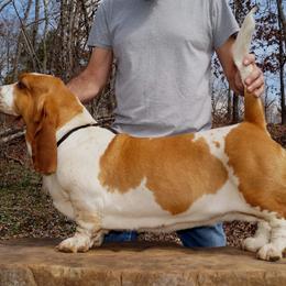Helen - Basset Hound