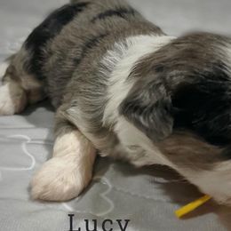 Lucy - Blue merle Aussiedoodle puppy in Houston, Texas from Jomelkin Furry Pals