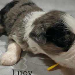 Lucy - Blue merle Aussiedoodle puppy in Houston, Texas from Jomelkin Furry Pals