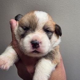 Cashew - Sable male Pembroke Welsh Corgi puppy in Atascadero, California from California Corgis and Kunes