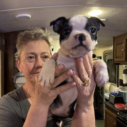 Penguin's girl - Black and white female Boston Terrier puppy in Covington, Georgia from Tuxedo Bostons of Atlanta