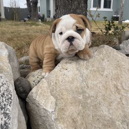 Bulldog and French Bulldog Puppies from Silver State Bulldogs