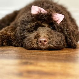 Australian Labradoodle, Cavapoo, and Goldendoodle Puppies from Deer Creek Labradoodles