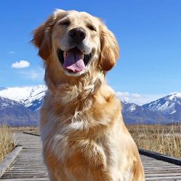 Golden Retrievers from Dances with Goldens