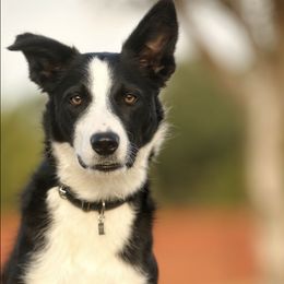 Border Collies from H Bar